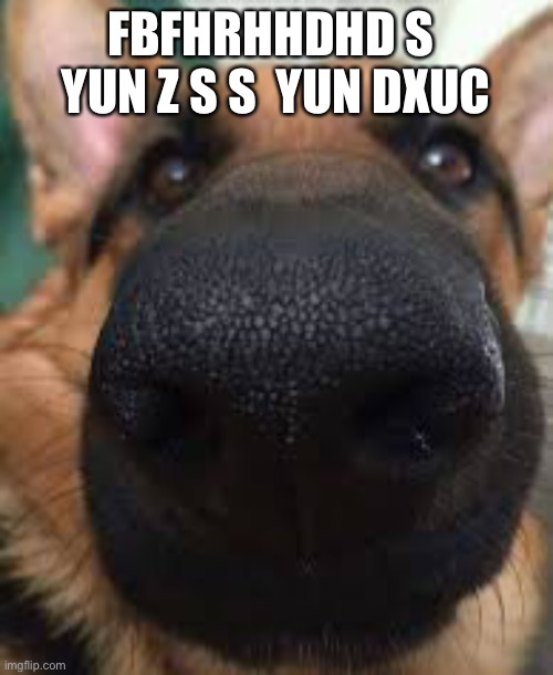 German shepherd but funni | FBFHRHHDHD S  YUN Z S S  YUN DXUC | image tagged in german shepherd but funni | made w/ Imgflip meme maker