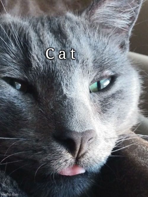 C a t | made w/ Imgflip meme maker