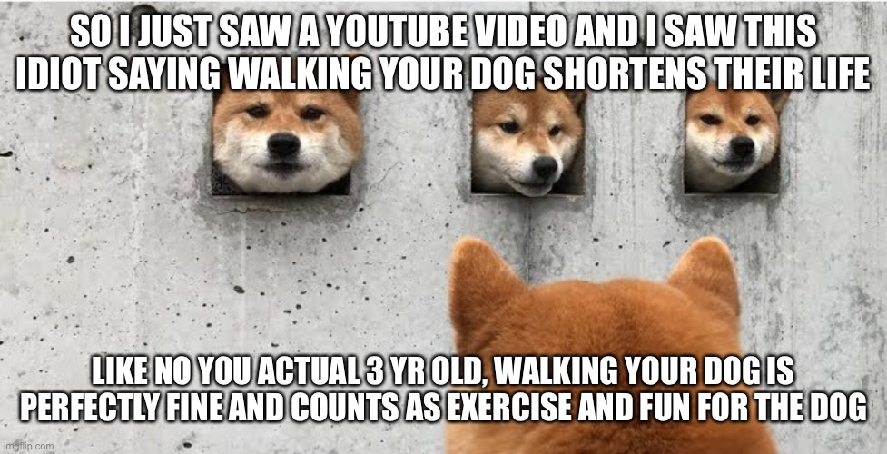 The doge council | SO I JUST SAW A YOUTUBE VIDEO AND I SAW THIS IDIOT SAYING WALKING YOUR DOG SHORTENS THEIR LIFE; LIKE NO YOU ACTUAL 3 YR OLD, WALKING YOUR DOG IS PERFECTLY FINE AND COUNTS AS EXERCISE AND FUN FOR THE DOG | image tagged in the doge council | made w/ Imgflip meme maker