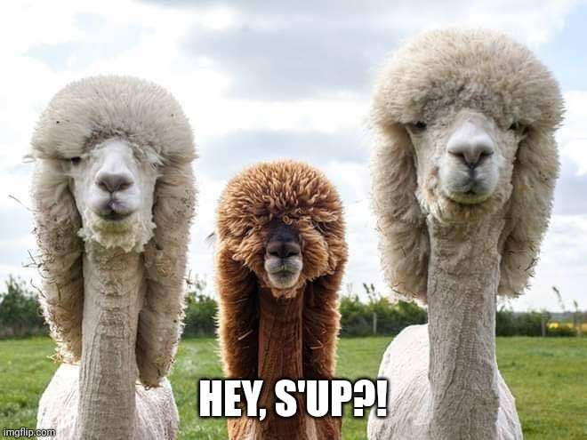 Hey |  HEY, S'UP?! | image tagged in llama,alpaca,hey,what's going on,hello there | made w/ Imgflip meme maker