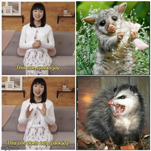 Australian Cutie vs. American Freaky | image tagged in marie kondo spark joy,possum | made w/ Imgflip meme maker