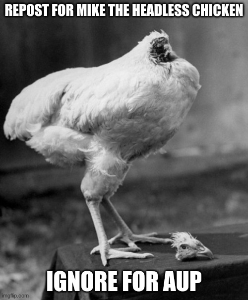 REPOST FOR MIKE THE HEADLESS CHICKEN; IGNORE FOR AUP | made w/ Imgflip meme maker
