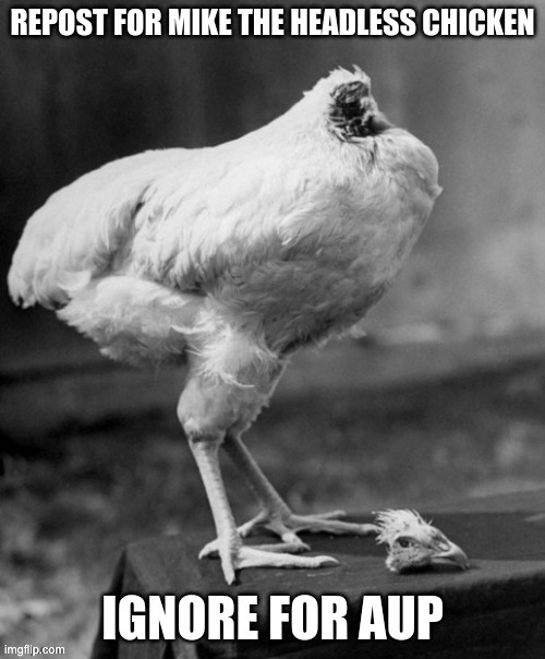 chicken. | image tagged in memes,unfunny | made w/ Imgflip meme maker