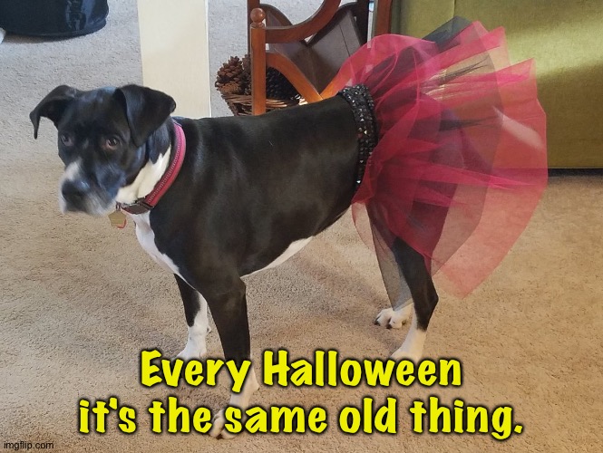 When your owner is a Babymetal fan | Every Halloween it's the same old thing. | image tagged in babymetal dog | made w/ Imgflip meme maker