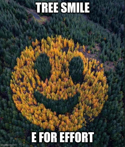 tree smile | TREE SMILE E FOR EFFORT | image tagged in tree smile | made w/ Imgflip meme maker