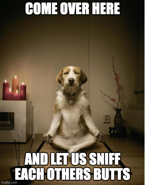 come here | COME OVER HERE; AND LET US SNIFF EACH OTHERS BUTTS | image tagged in dog meditation funny | made w/ Imgflip meme maker