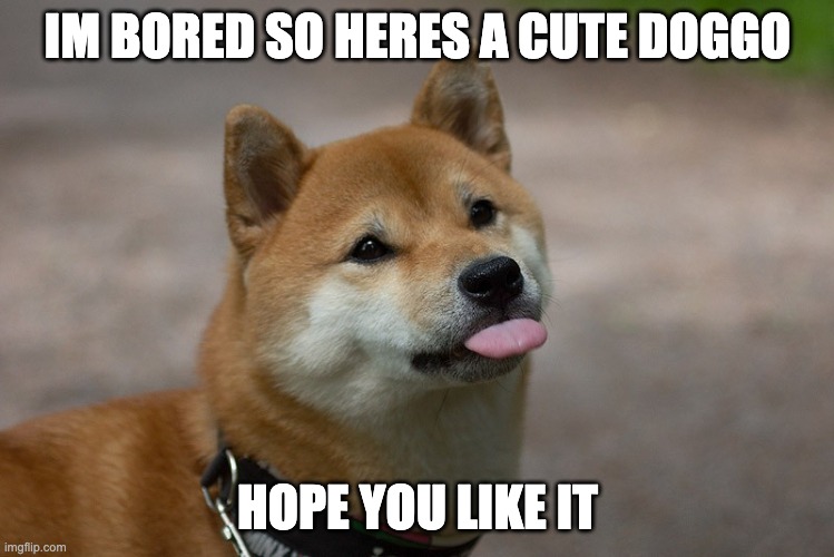 eh | IM BORED SO HERES A CUTE DOGGO; HOPE YOU LIKE IT | image tagged in cute doggo | made w/ Imgflip meme maker