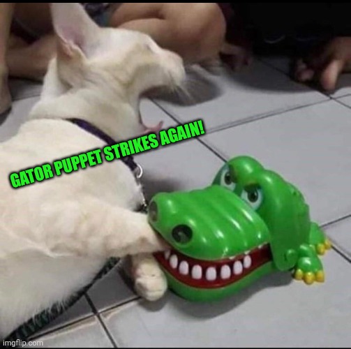 Cat bitten by toy alligator | GATOR PUPPET STRIKES AGAIN! | image tagged in cat bitten by toy alligator | made w/ Imgflip meme maker