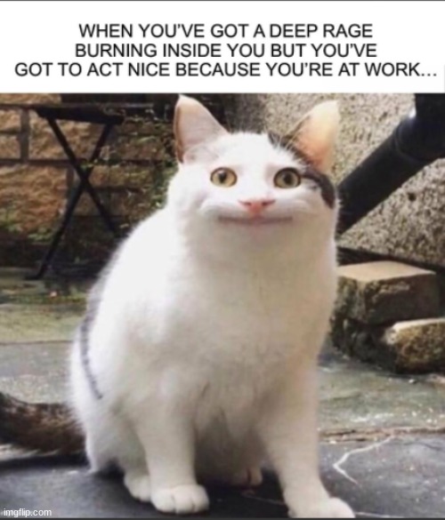 this is a funny meme i stumbled upon | image tagged in cats | made w/ Imgflip meme maker