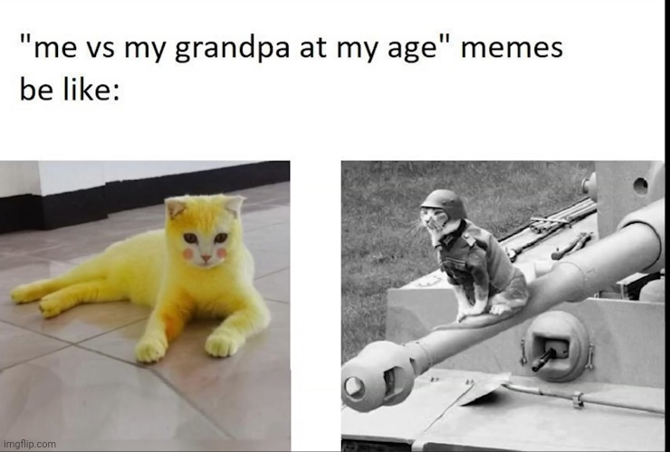 Me vs old me | image tagged in cats | made w/ Imgflip meme maker