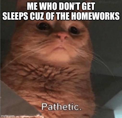 Pathetic Cat | ME WHO DON’T GET SLEEPS CUZ OF THE HOMEWORKS | image tagged in pathetic cat | made w/ Imgflip meme maker