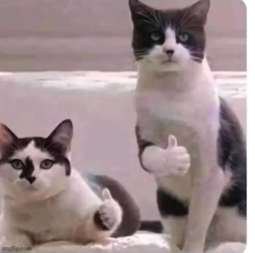 Cats | image tagged in cats | made w/ Imgflip meme maker