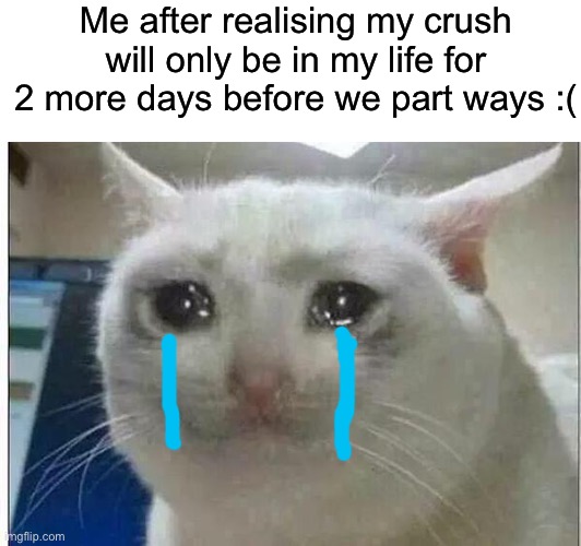 NOOOOOOOOOOO :( (I’m literally devastated rn) | Me after realising my crush will only be in my life for 2 more days before we part ways :( | image tagged in crying cat,sad,crush | made w/ Imgflip meme maker