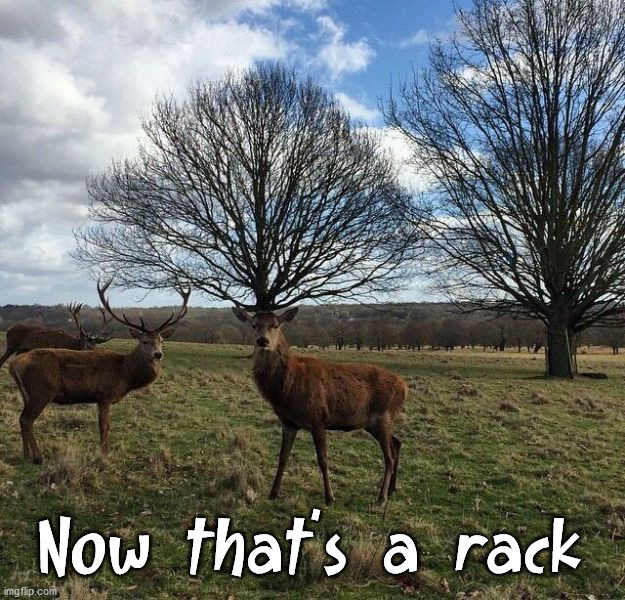 Deer hunt 2021 | Now that's a rack | image tagged in deer | made w/ Imgflip meme maker