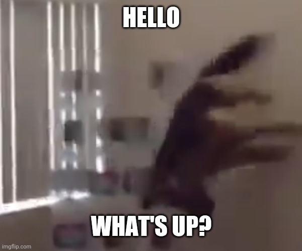 What the dog doin | HELLO; WHAT'S UP? | image tagged in what the dog doin | made w/ Imgflip meme maker