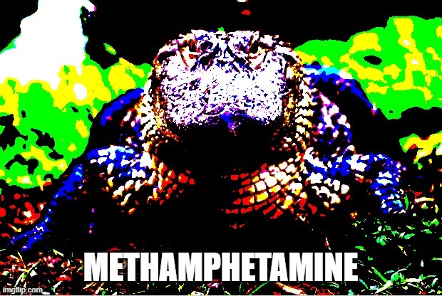 methamphetamine gator | METHAMPHETAMINE | image tagged in gator | made w/ Imgflip meme maker