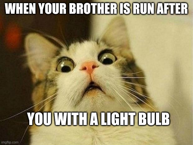 Scared Cat | WHEN YOUR BROTHER IS RUN AFTER; YOU WITH A LIGHT BULB | image tagged in memes,scared cat | made w/ Imgflip meme maker