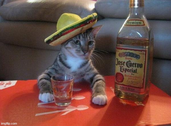 alcohol cat | image tagged in alcohol cat | made w/ Imgflip meme maker