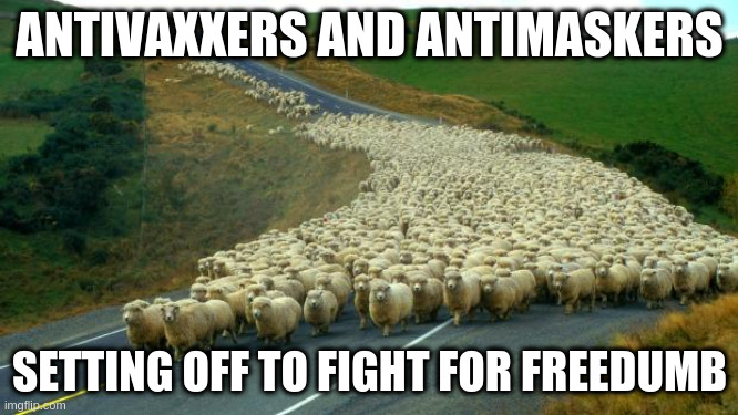 sheep | ANTIVAXXERS AND ANTIMASKERS; SETTING OFF TO FIGHT FOR FREEDUMB | image tagged in sheep | made w/ Imgflip meme maker
