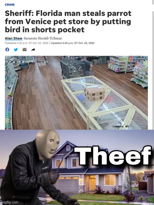 That’s gotta be the best pirate I’ve ever seen | image tagged in theef,meme man,florida man,parrot,funny,not really | made w/ Imgflip meme maker