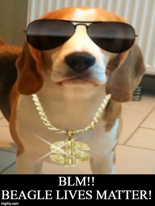 Beagle Lives Matter! | BLM!! BEAGLE LIVES MATTER! | image tagged in dogs | made w/ Imgflip meme maker