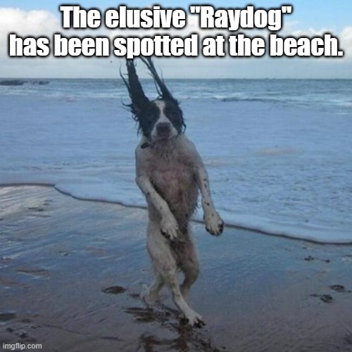 The elusive "Raydog" has been spotted at the beach. | image tagged in funny | made w/ Imgflip meme maker