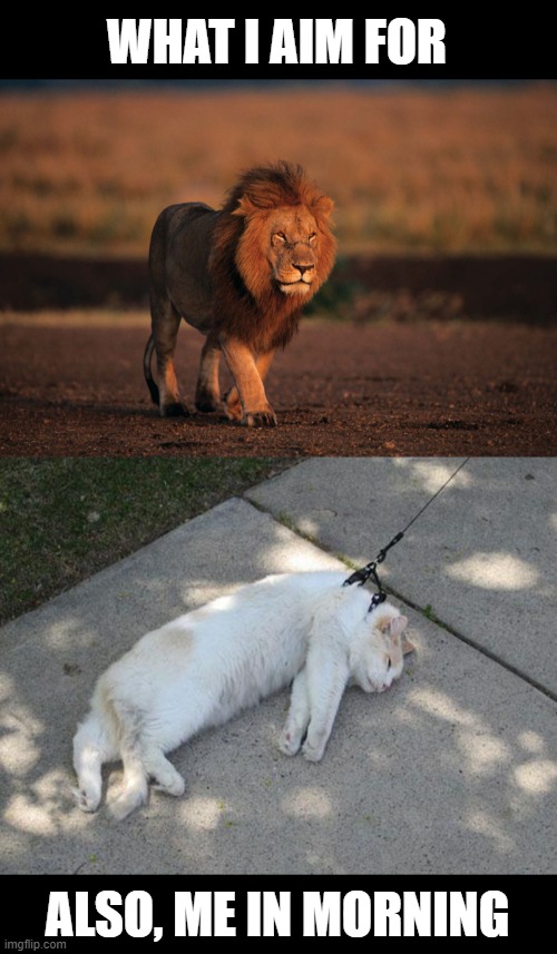 Me vs mornings | WHAT I AIM FOR; ALSO, ME IN MORNING | image tagged in lazy cat | made w/ Imgflip meme maker