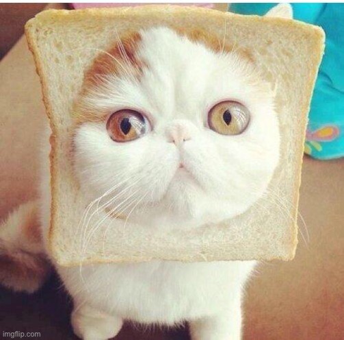 Bread kitty | image tagged in breadcat | made w/ Imgflip meme maker