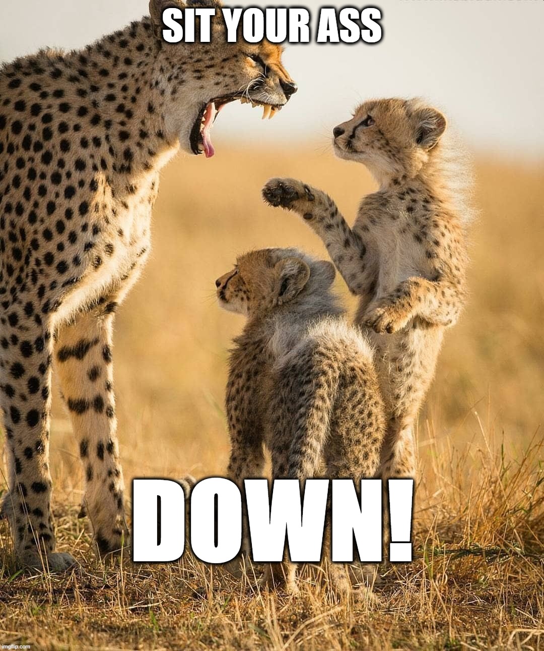 SIT YOUR ASS DOWN | SIT YOUR ASS; DOWN! | image tagged in cheetah,sit down | made w/ Imgflip meme maker