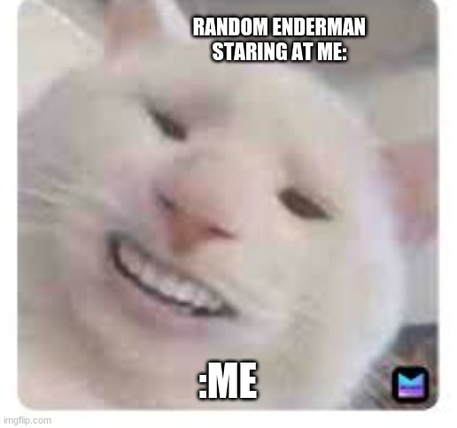 like haha now please look away | RANDOM ENDERMAN STARING AT ME:; :ME | image tagged in cat,enderman,staring | made w/ Imgflip meme maker