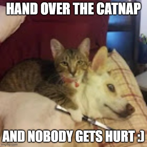 or else | HAND OVER THE CATNAP; AND NOBODY GETS HURT :) | image tagged in give catnap or else | made w/ Imgflip meme maker