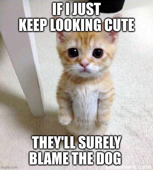 Cute Cat | IF I JUST KEEP LOOKING CUTE; THEY'LL SURELY BLAME THE DOG | image tagged in memes,cute cat | made w/ Imgflip meme maker