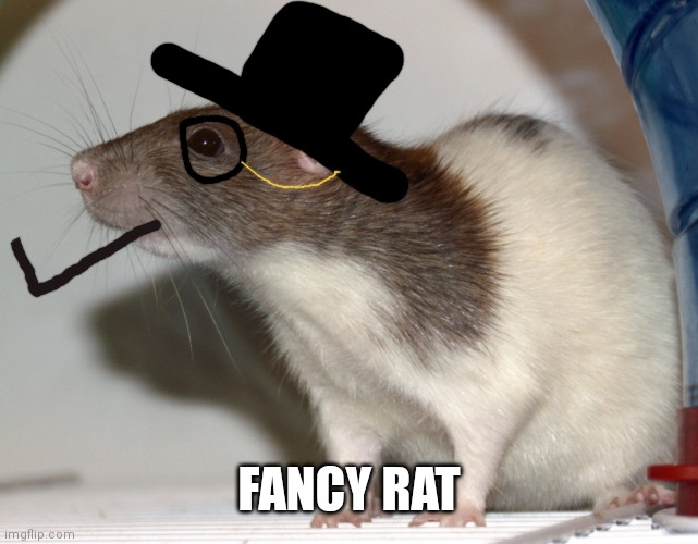 Fancy rat | FANCY RAT | image tagged in fancy rat | made w/ Imgflip meme maker