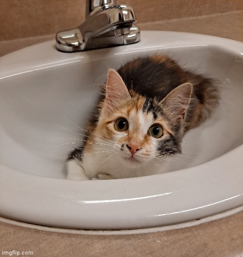 My cat in da sink lol | image tagged in cats,sink,share | made w/ Imgflip meme maker