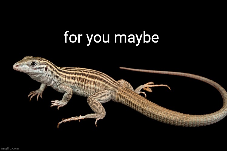 New Mexico Whiptail Lizard | for you maybe | image tagged in new mexico whiptail lizard | made w/ Imgflip meme maker