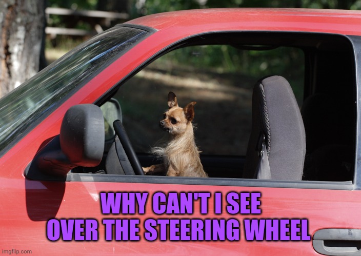 Animal in car | WHY CAN'T I SEE OVER THE STEERING WHEEL | image tagged in animal in car,small,doge | made w/ Imgflip meme maker