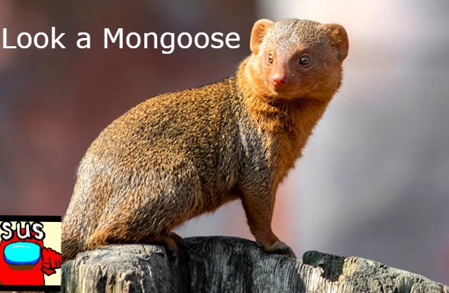 A mongoose Blank Meme Template