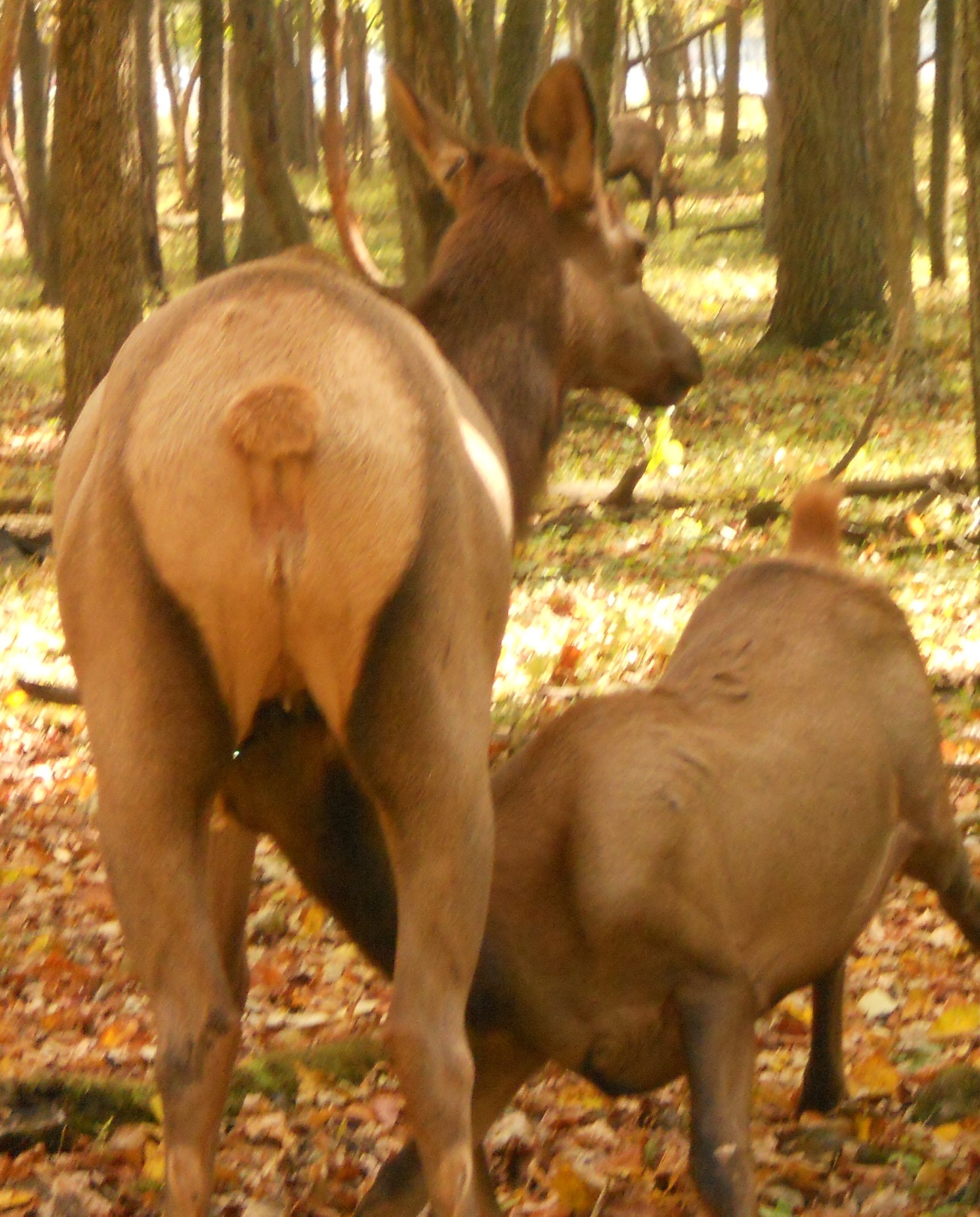 Elk Butt Blank Meme Template