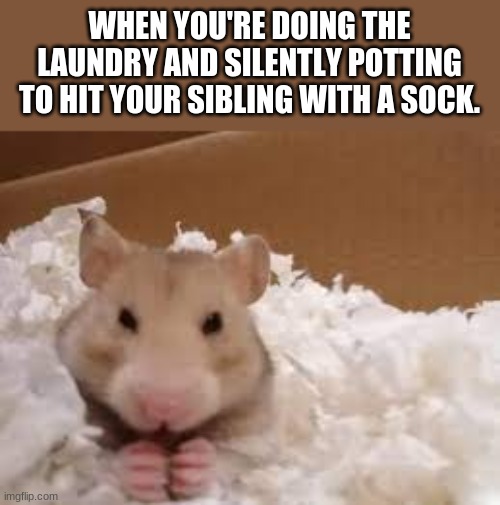 mwahhahaha!!!! | WHEN YOU'RE DOING THE LAUNDRY AND SILENTLY POTTING TO HIT YOUR SIBLING WITH A SOCK. | image tagged in hamster | made w/ Imgflip meme maker