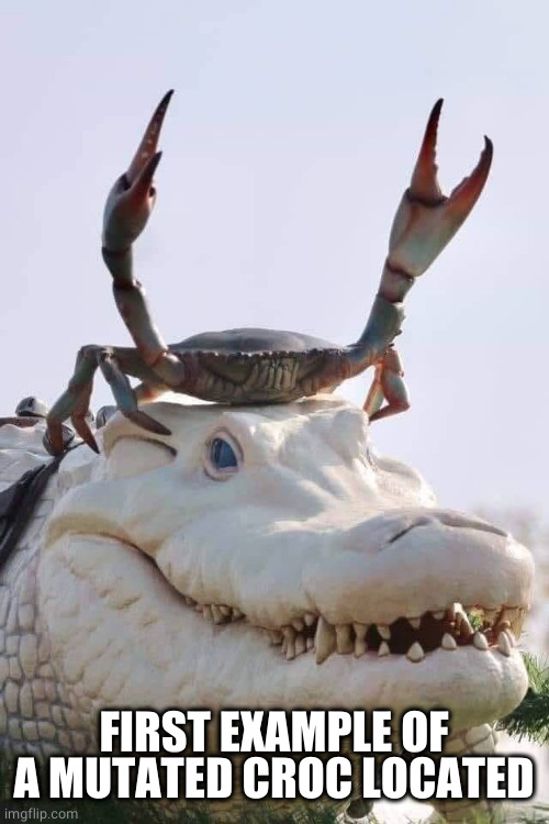 Crab on Crocodile | FIRST EXAMPLE OF A MUTATED CROC LOCATED | image tagged in crab on crocodile | made w/ Imgflip meme maker