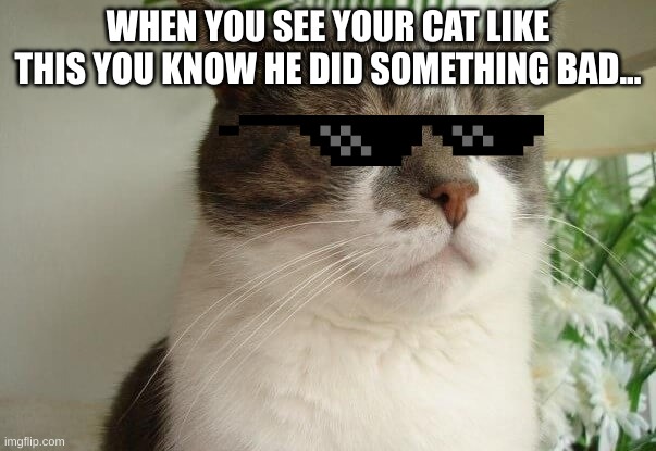 Cats be like... | WHEN YOU SEE YOUR CAT LIKE THIS YOU KNOW HE DID SOMETHING BAD... | image tagged in cats,lol,funny cats,too funny,funny stuff | made w/ Imgflip meme maker