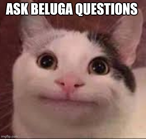 do it | ASK BELUGA QUESTIONS | made w/ Imgflip meme maker