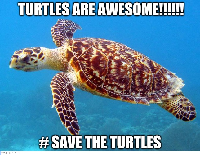 Save the Turtles | TURTLES ARE AWESOME!!!!!! # SAVE THE TURTLES | image tagged in turtles | made w/ Imgflip meme maker
