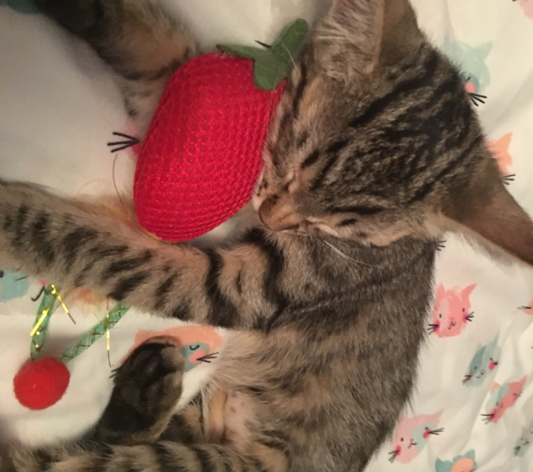 High Quality Strawberry cat Blank Meme Template