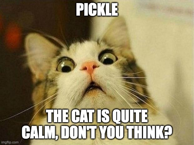 Pickles!!! | PICKLE; THE CAT IS QUITE CALM, DON'T YOU THINK? | image tagged in memes,scared cat | made w/ Imgflip meme maker