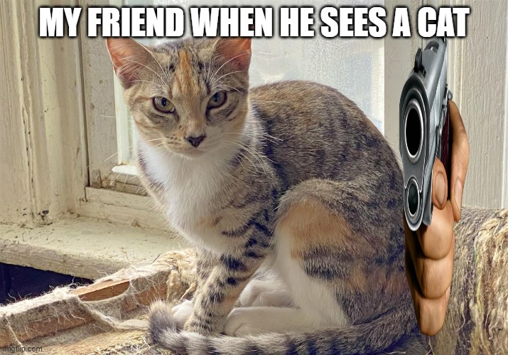 hi | MY FRIEND WHEN HE SEES A CAT | image tagged in cat | made w/ Imgflip meme maker