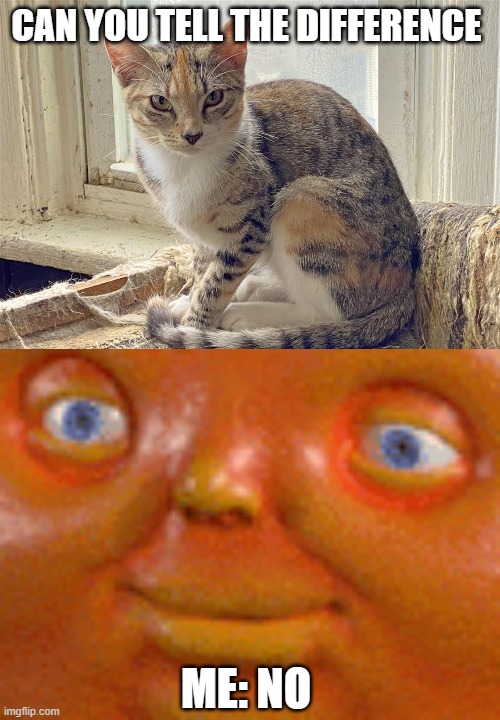 hi | CAN YOU TELL THE DIFFERENCE; ME: NO | image tagged in cats | made w/ Imgflip meme maker