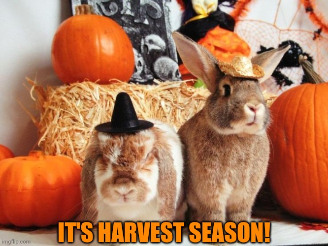 HAPPY HARVEST | IT'S HARVEST SEASON! | image tagged in bunny,bunnies,rabbits,pumpkin,spooktober,halloween | made w/ Imgflip meme maker