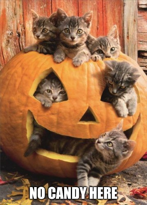 KITTEN PUMPKIN PARTY | NO CANDY HERE | image tagged in cats,funny cats,kittens,pumpkin,spooktober | made w/ Imgflip meme maker