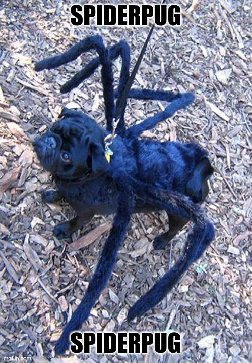 IT'S THE SPIDERPUG | SPIDERPUG; SPIDERPUG | image tagged in pugs,pug,dogs,dog,spooktober,spider | made w/ Imgflip meme maker